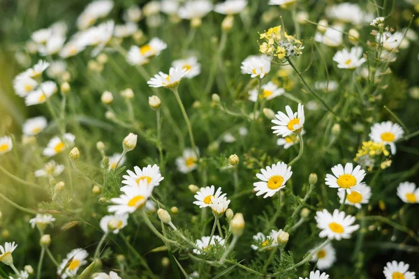 Auf der grünen Lichtung wachsen viele weiße duftende Kamillen — Stockfoto