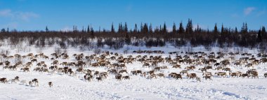 çok soğuk kuzeyde vahşi reindeers sürüsü karla kaplı alanın karşısındaki çalışır.