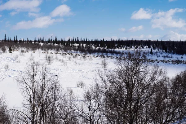 Distante norte, campo ilimitado na neve, contra o fundo de um céu azul de inverno — Fotografia de Stock