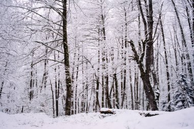 kış orman, karla kaplı ağaçlar karda