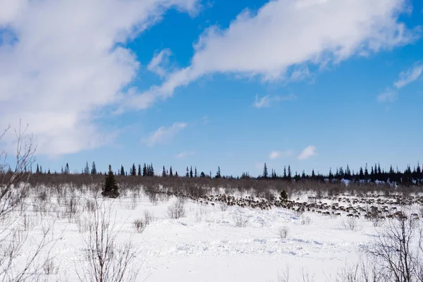 Στο μακρινό Βορρά κατά μήκος το χιονισμένο πεδίο υπάρχει ένα κοπάδι από τα άγρια ελάφια — Φωτογραφία Αρχείου