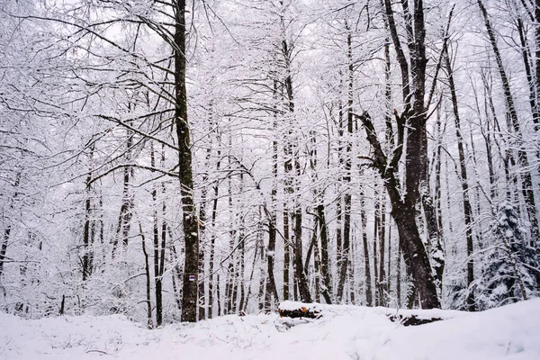 kış orman, karla kaplı ağaçlar karda