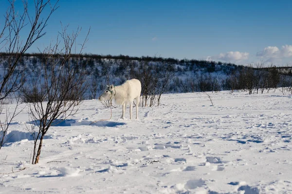 No norte frio distante sobre o campo neve-coberto há um cervo branco novo, muito frio — Fotografia de Stock
