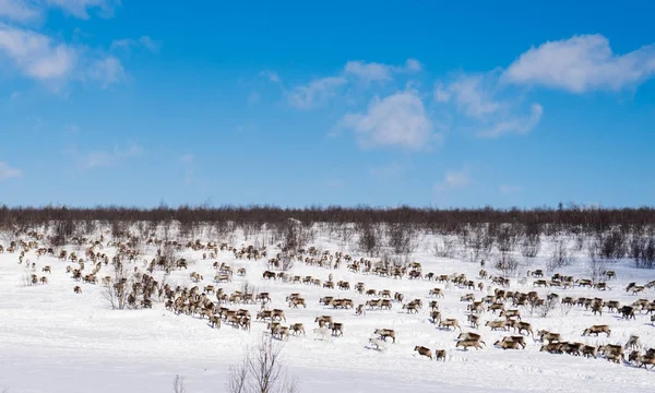 No extremo norte ao longo do campo coberto de neve há uma manada de veados selvagens — Fotografia de Stock