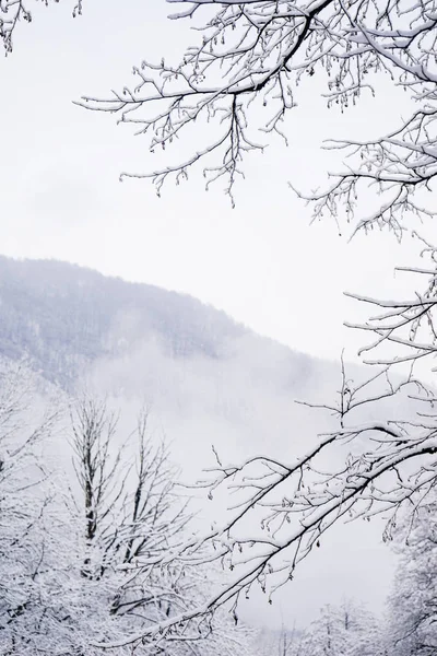 Téli táj, erdő és a fák a hóban — Stock Fotó