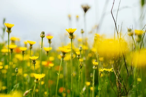Sur le champ vert sans fin poussent beaucoup de fleurs jaunes — Photo