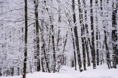 Kuzey veya Sibirya, beyaz kar, yoğun bir orman içinde kış ve çok soğuk