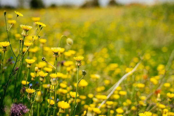 Champ vert illimité poussent printemps parfumé petites fleurs jaunes — Photo