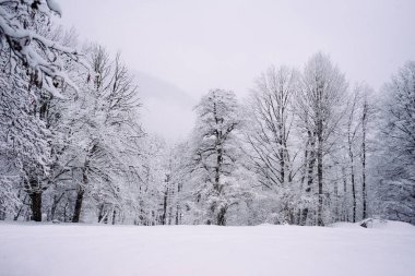 çok Kuzey ormanda karda, her yerde beyaz sürüklenir ve çok soğuk