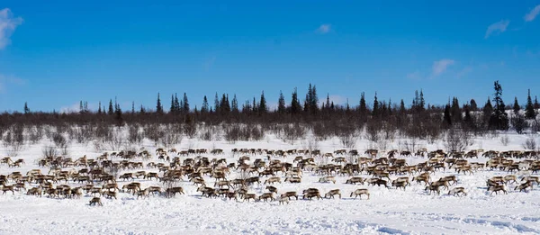 in the far north through the snow-covered field many wild reindeer run, very cold, the blue winter sky