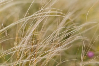 çimen çiçek rüzgar yeşil sahada