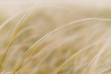 sonsuz alan, kulakları rüzgarda echo.