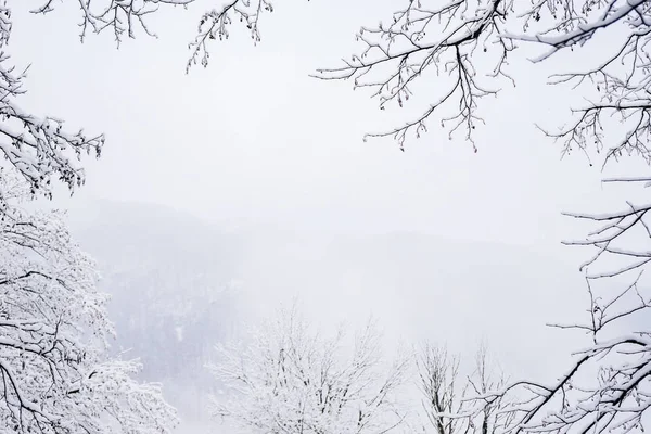 Вид снизу на облачное зимнее небо, ветви деревьев разбросаны белым снегом, очень холодно — стоковое фото