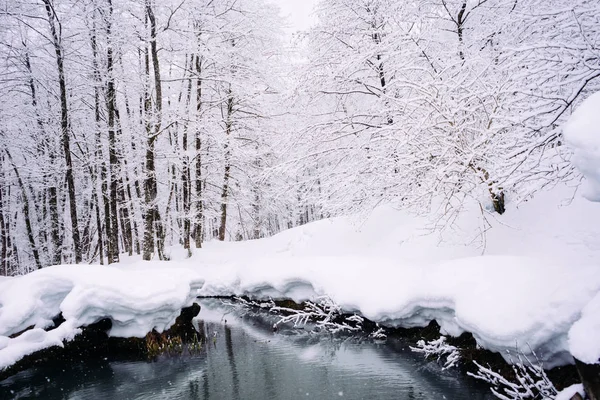 Зимой густой лес в снегу, пруд, зима пришла, и это очень холодно — стоковое фото