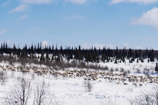 Längst i norr, längs snötäckta fältet en flock vilda hjortar — Stockfoto