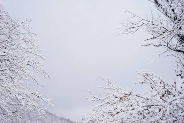 Aşağıdan bir soğuk kış gökyüzünde, kar ağaçların dalları görüntüleyin