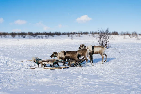 Longe no campo frio coberto de neve do norte, trenós e cervos jovens — Fotografia de Stock