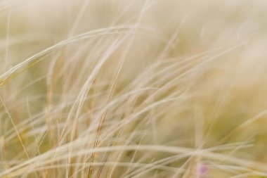 Rüzgardan sallanan kulak sonsuz alan