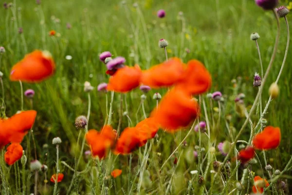 On the green grassy field grow red fragrant flowers — Stock Photo, Image