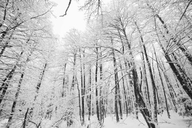 karla kaplı kış orman, beyaz karla kaplı ağaçlar