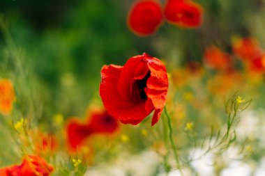 yeşil çayır üzerinde kırmızı güzel kokulu çiçekler, makro fotoğrafçılık büyümek