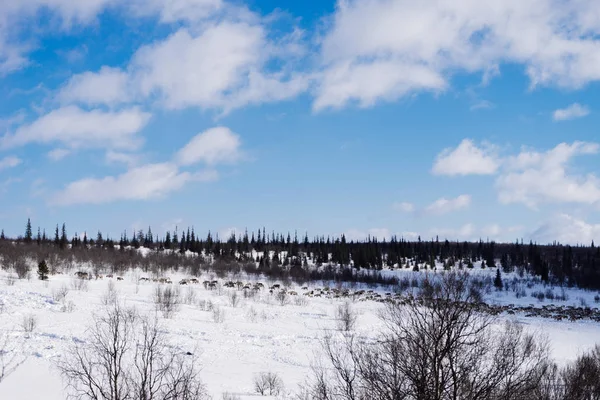 Στο πολύ κρύο Βορρά τα πάντα είναι καλυμμένα με χιόνι, κρύο χειμώνα μπλε ουρανό — Φωτογραφία Αρχείου