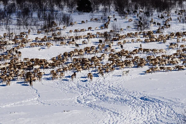 No norte frio distante sobre o campo neve-coberto há um rebanho do cervo selvagem, natureza do inverno — Fotografia de Stock