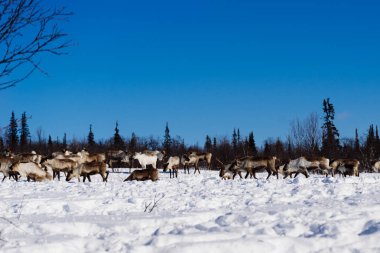 kış hava çok soğuk kuzeyde, karla kaplı alan onlar vahşi geyik sürüsü ile gelir
