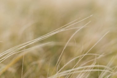 sahada kulakları rüzgardan sallanan