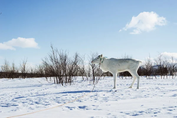 No norte distante frio, tempo de inverno, em um campo coberto de neve há um cervo branco jovem — Fotografia de Stock