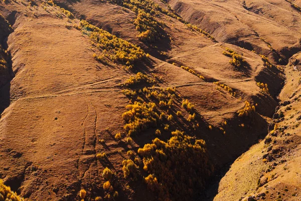 View from above on yellow slopes and meadows, autumn trees in the sun, magnificent nature — Stock Photo, Image