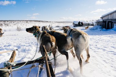 karla kaplı arazi üzerinde çok soğuk Kuzey geyik bir ekiple rides