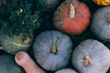 yalan yere yararlı lezzetli kabak farklı şekiller ve renkler