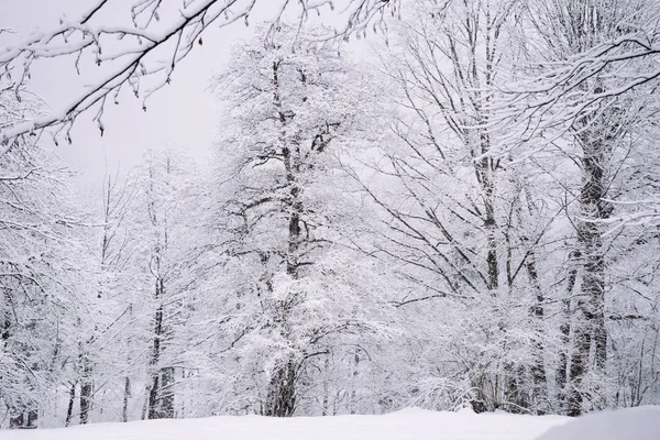 In de verre koude Siberië bos en de bomen in de witte sneeuw — Stockfoto