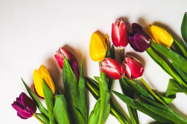 Beyaz bir tablo üzerinde sarı, pembe ve mor laleler yalan