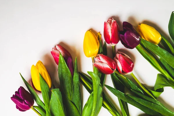 Beyaz bir tablo üzerinde sarı, pembe ve mor laleler yalan