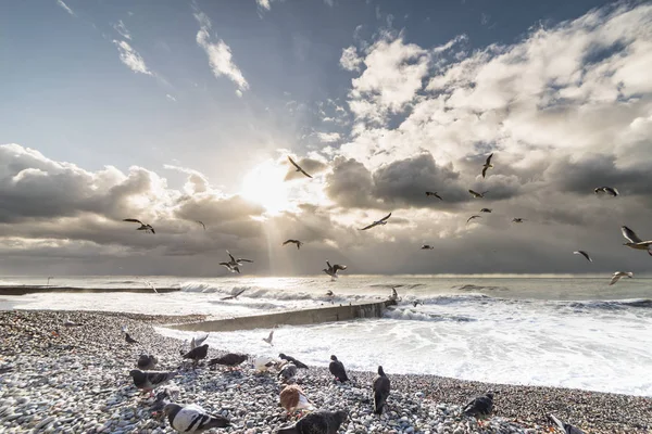 majestic nature, sea and white waves, seagulls fly