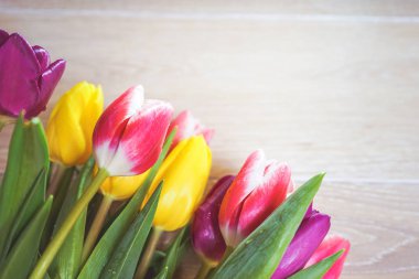 bir ışık ahşap yüzeye sarı, pembe ve mor laleler yalan