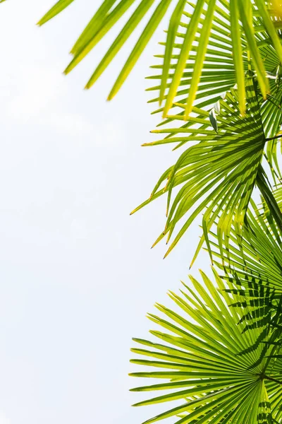 Palmeras contra el cielo azul, Palmeras en la costa tropical, vintage tonificado y estilizado, cocotero, árbol de verano, retro — Foto de Stock