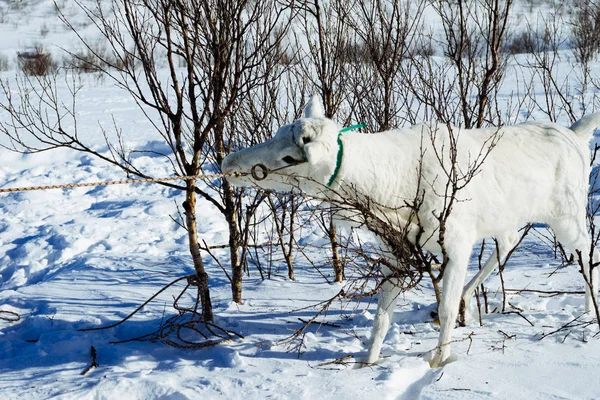 Im weit kalten Norden, Winterwetter, weiße Hirsche spazieren am weißen Schnee entlang — Stockfoto