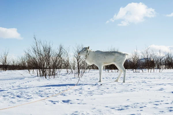 I långt kalla norr över snötäckta fältet finns det en vit ung hjort — Stockfoto