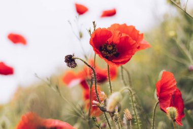 yeşil sonsuz sahada kırmızı kokulu bahar çiçeklerin
