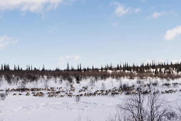 I långt kalla norr flyger en flock vilda renar genom snötäckta vintriga ole — Stockfoto