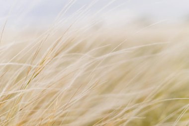sonsuz sahada başak rüzgardan sallanan