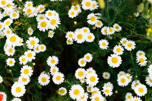 Auf einer grünen Wiese wachsen weiße, duftende Gänseblümchen — Stockfoto