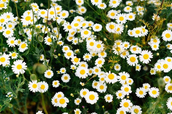 Beaucoup de camomilles blanches parfumées poussent sur le terrain avec de l'herbe verte — Photo