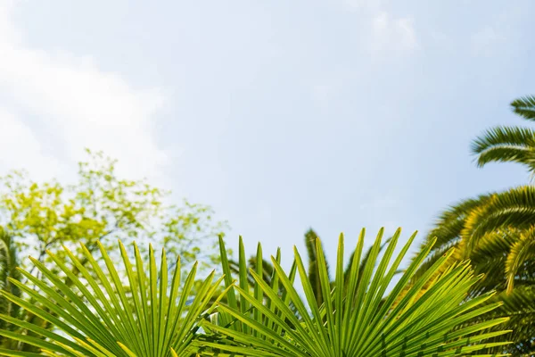Palmeras contra el cielo azul, Palmeras en la costa tropical, vintage tonificado y estilizado, cocotero, árbol de verano, retro — Foto de Stock