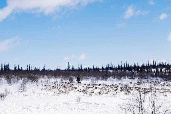 Nell'estremo freddo nord dell'Artico, un branco di cervi selvatici, un cielo blu freddo, corre attraverso il campo innevato — Foto Stock