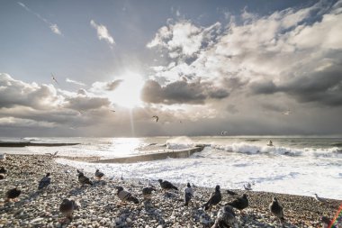bir sürü Güvercin fırtınalı havalarda ıssız beach
