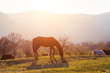 güzel ıssız dağlık alanda günbatımı backgroung atları ile